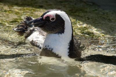 African Penguin