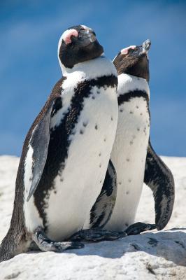 Penguins in love