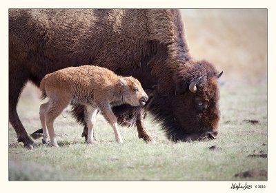 20100520_Yellowstone_0065.jpg