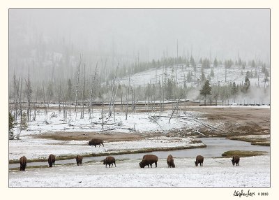 20100522_Yellowstone_0119.jpg