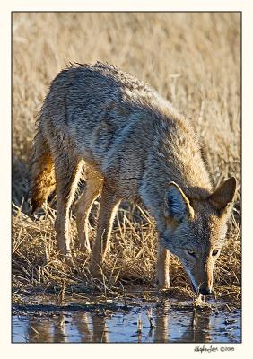 Coyote_P9E6620.jpg