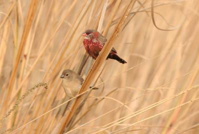 Red Avadavat male