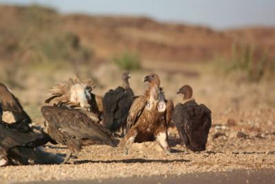 vultures