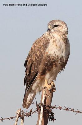 g3/79/630179/3/54973135.llbuzzard_PE_01.jpg