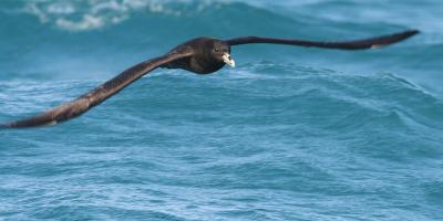 Kaikoura, New Zealand