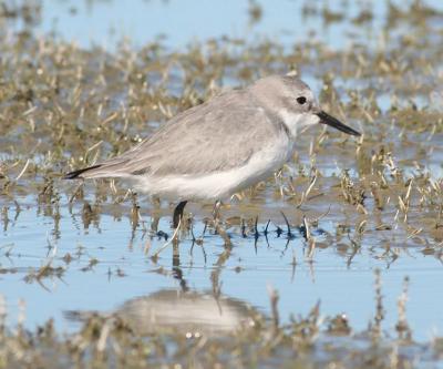g3/79/630179/3/56088707.wrybill05.jpg