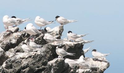 New Zealand Misc. Birds