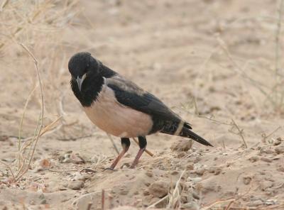 Rajasthan birds