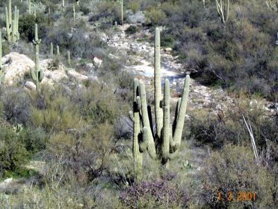 More Cactus