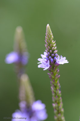 mystery purple wildflowers