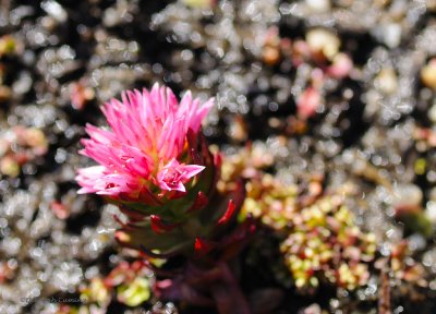 Queen's Crown