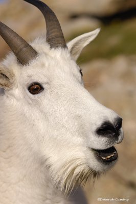 mountain goat expressions