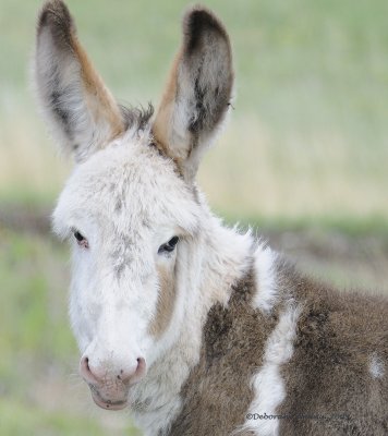 young burro