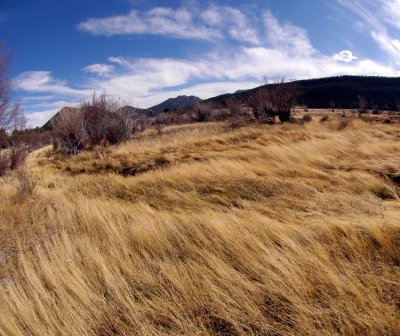 windy meadow - rmnp.jpg