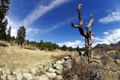 rmnp tree on road.jpg