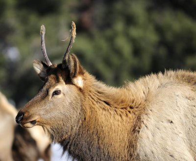 young bull elk 12-16-07.jpg
