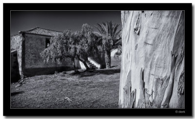 eucalyptus with old house