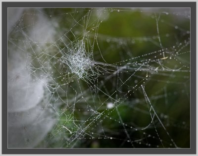 spiders in the fog
