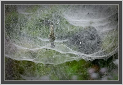 spiders in the fog