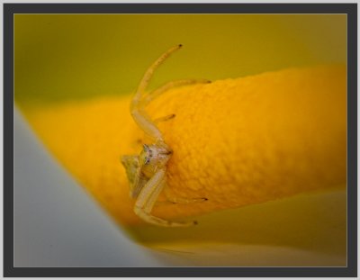 spider in a cala lily