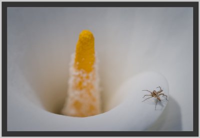 spider in a cala lily