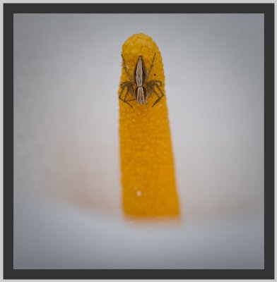 spider in a cala lily