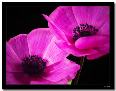 Anemone