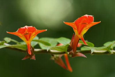 Red trumpets