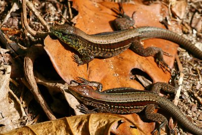 Sun-bathing couple