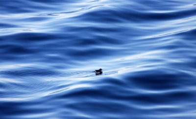 IMG_4485a.jpg