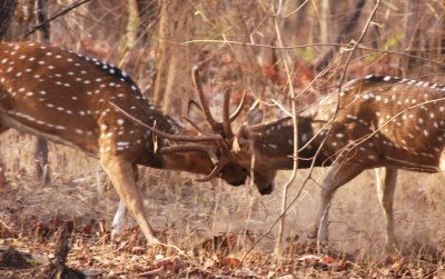 Deer Gallery