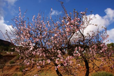 Almond tree in bloom