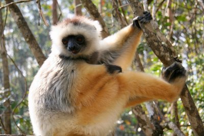 Diademed Sifaka. The Diademed, one of the largest lemurs, is also endangered. Less than 10,000 left.