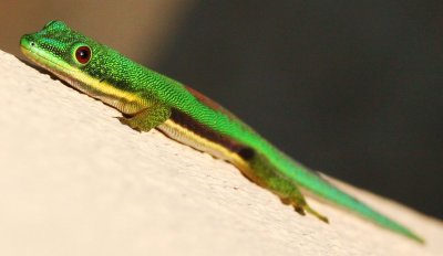 IMG_0160a.JPG