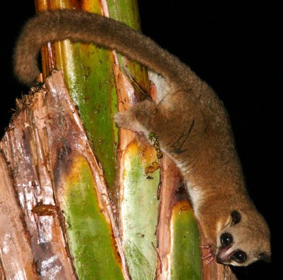 Dwarf lemur.  Endangered.  Less than 1,000 left in the world.