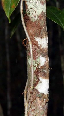 IMG_9608a.JPG