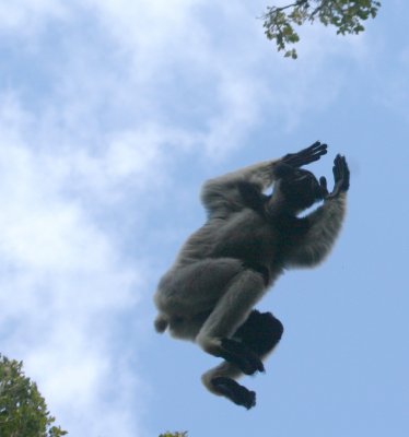 Airborne Indri