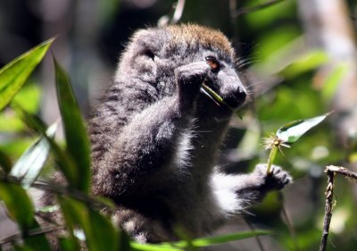 Grey Bamboo Lemur