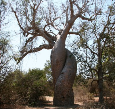 The lover's baobab