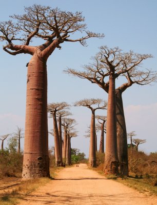 The famous Avenue of the Baobabs near Morondava