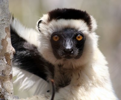 Verreaux's Sifaka