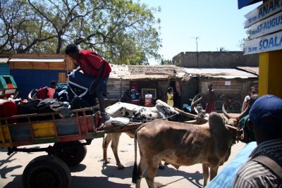 Loading our luggage on the zebu cart in Tulear