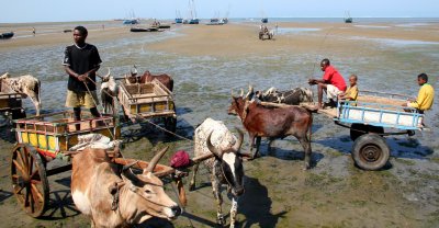 Zebu carts are the best way to get to the boats in Tulear harbor
