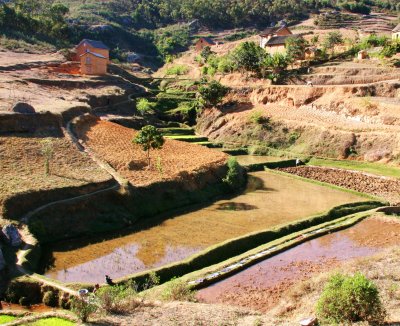 The rice fields between Andasibe and Antananarivo