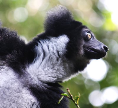Indri. Endangered. Less than 10,000 left. One of the largest lemurs, their song is one of the most amazing things you will hear in Madagascar.