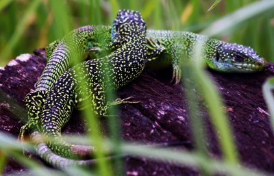 IMG_1312a.jpg