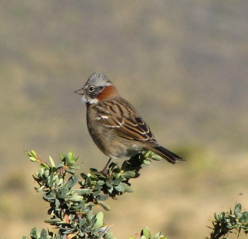 rufous collared sparrow