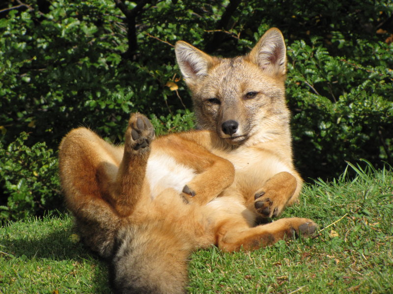 playful fox