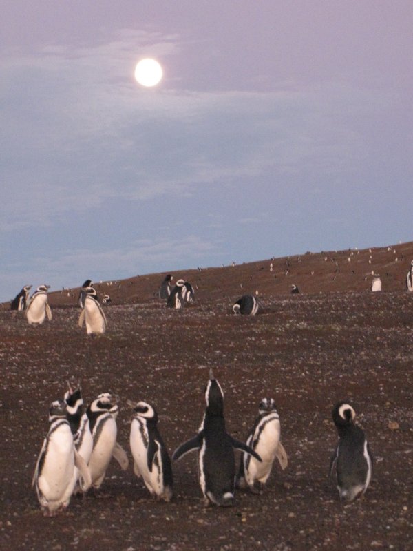penguins howling at the moon?