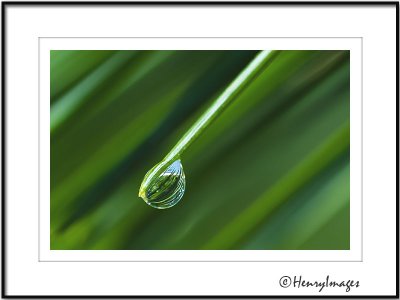 Pine Needle and Droplet